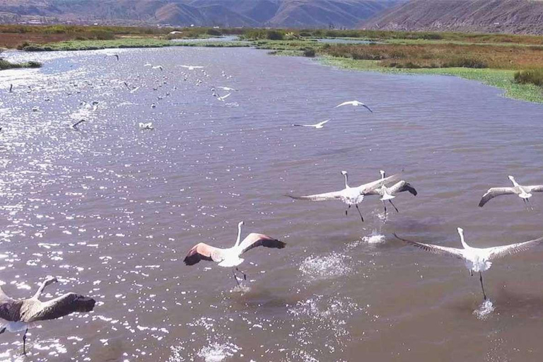 Cusco: Tour de observación de aves en la laguna Huacarpay con desayuno