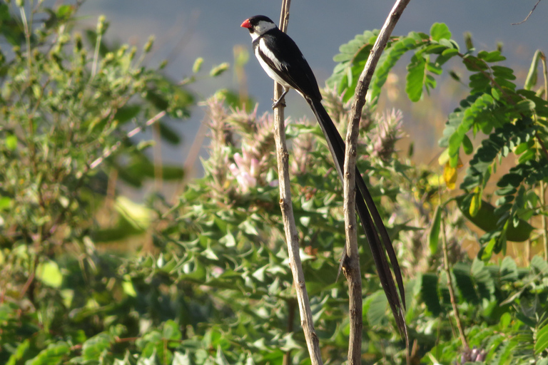 Addis Ababa: 8-Day Bale Mountains Birdwatching Tour