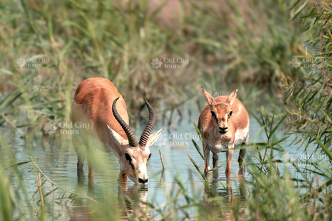 Shirvan Eco-Tour: Gazelles, Birdwatching & Village Lunch Private tour