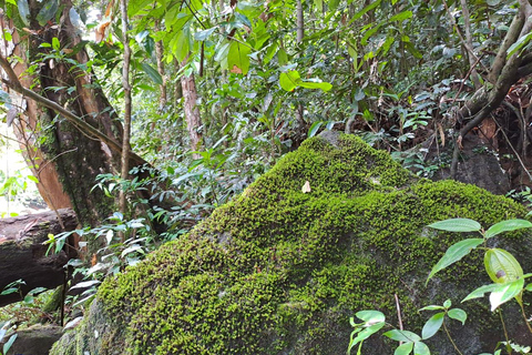 辛哈拉加雨林之旅