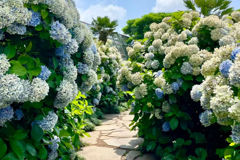 Jeju: Camellia Hill Admission & Seasonal Photo Guide