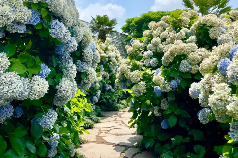 Jeju: Camellia Hill Admission & Seasonal Photo Guide