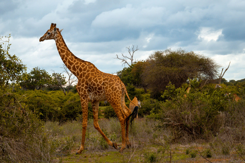 From Diani Beach or Mombasa: 2-Day Tsavo East Safari