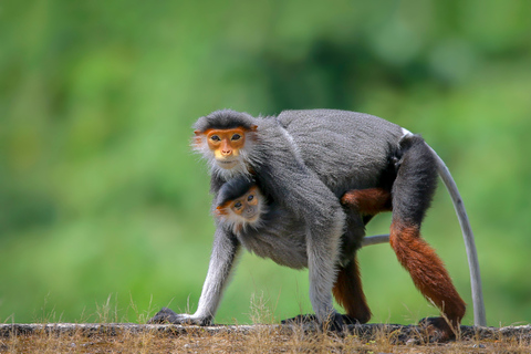 Exploring Da Nang's Wildlife and Red Shanked Douc