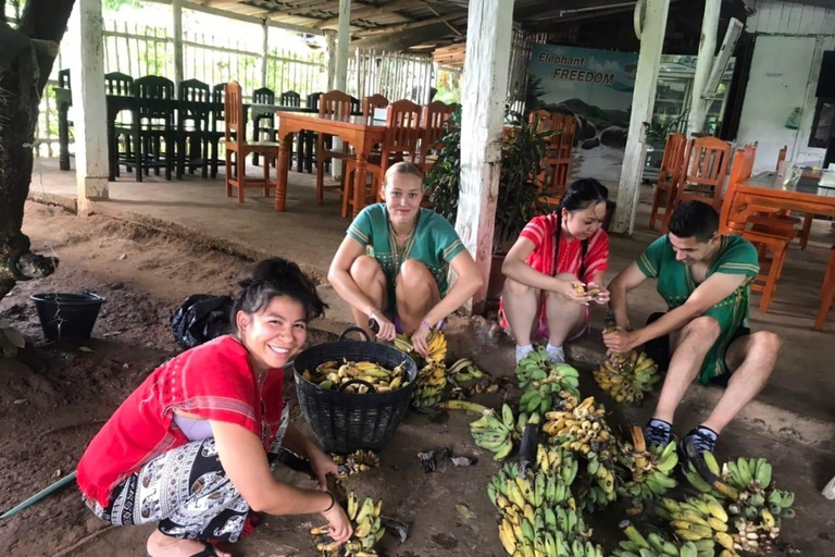 Chiang Mai: Elephant Feeding Experience, Hand Feed Elephants Elephant Sanctuary Feeding Experience Chiang Mai