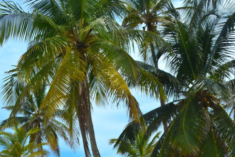 San Blas Secrets : à la découverte du paradis des CaraïbesSan Blas Secrets_ À la découverte du paradis caribéen