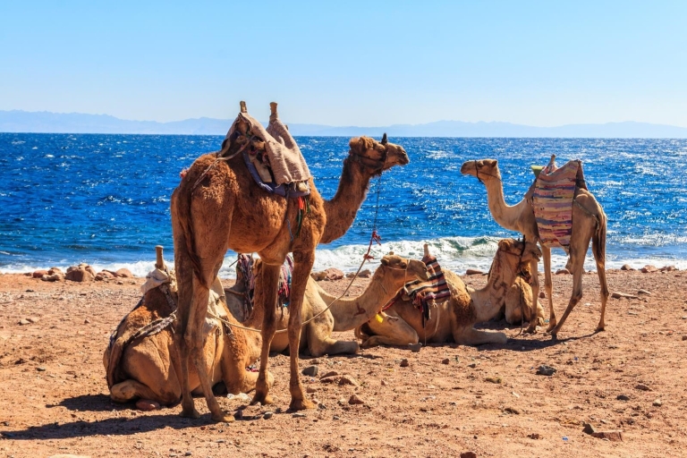 Z Sharm: wycieczka Dahab, jeepem, kanionem, wielbłądem, quadem i snorkelingiem