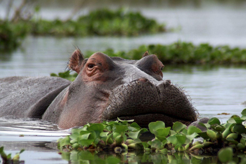 3 dagar Maasai Mara gruppsafari med en 4x4 Landcruiser