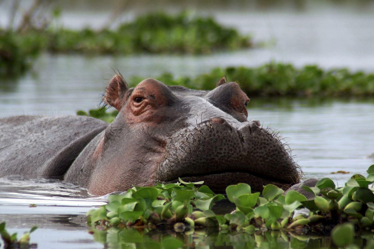 3 dagar Maasai Mara gruppsafari med en 4x4 Landcruiser