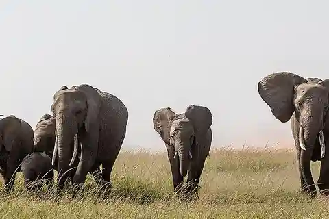 Nairobi: 3-daagse safari in het Masai Mara wildreservaat met vluchten