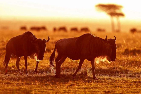 Det bästa av nationalparkerna Masai Mara och Lake Nakuru