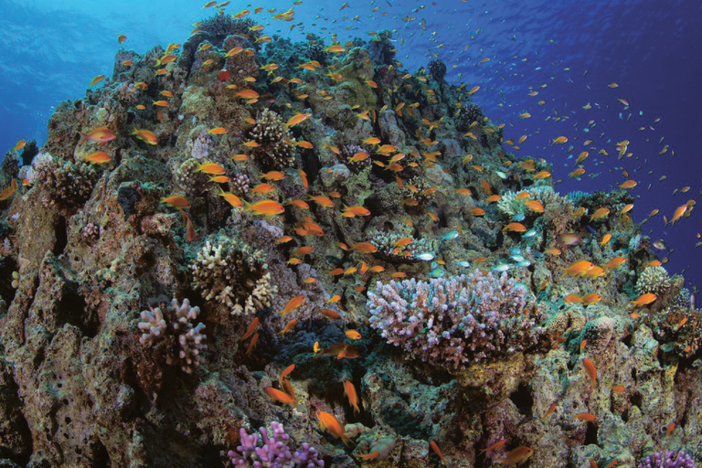 Glass Boat & Snorkeling with day use of Berenice Beach Club