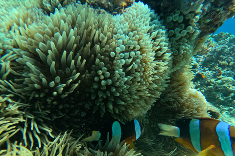 Lombok: Tour in barca delle isole Gili Nanggu, Sudak e Kedis