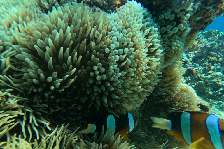 Lombok: Tour in barca delle isole Gili Nanggu, Sudak e Kedis