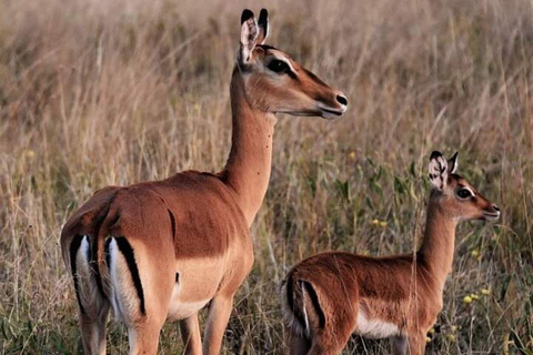 Mombasa/Diani: 2-Day Tsavo East Safari with Meals Private day tour to Tsavo East National Park - VAN