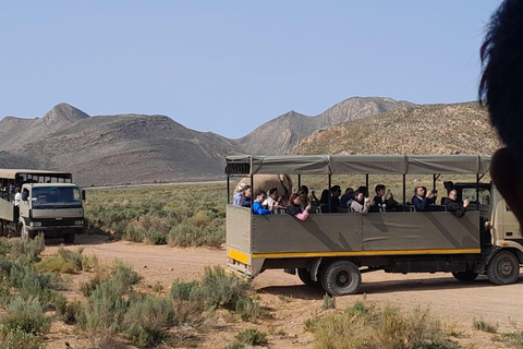 Kapstadt: Aquila Big Five-Safari mit Transport, &amp; Mittagessen