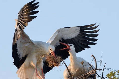 Entebbe: Mabamba Swamp and Botanical Gardens Birding Tour