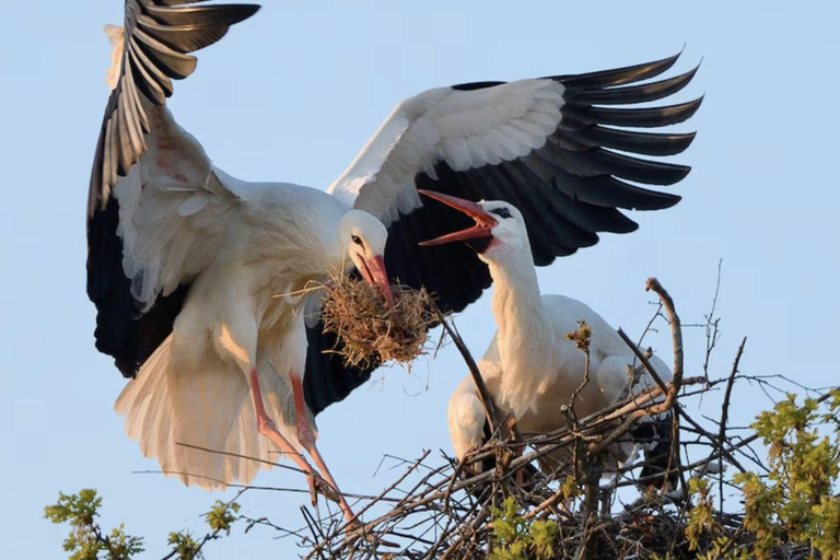 Entebbe: Mabamba Swamp and Botanical Gardens Birding Tour