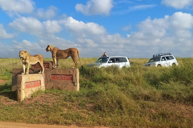 Nairobi park afternoon game drive with free airport pick up.