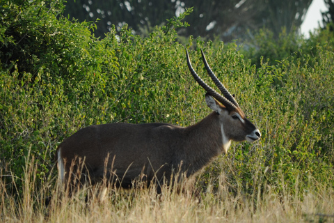 عنتيبي: رحلة سفاري لمدة 3 أيام في منتزه الملكة إليزابيث الوطني