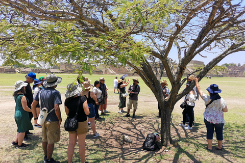 Rondleiding van een hele dag op de Monte Alban-routeTickets en eten inbegrepen