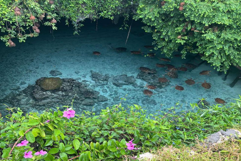 Jozani Forest & Turquoise Waters Turtle Swim at Salaam Cave TOUR WITHOUT HOTEL PICKUP AND DROP OFF