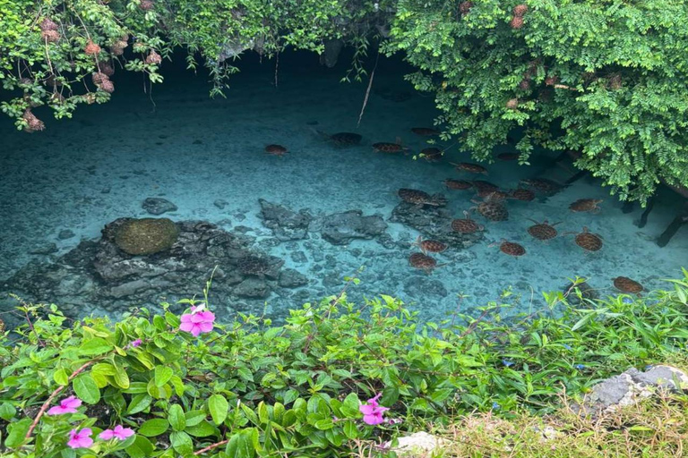 Jozani Forest & Turquoise Waters Turtle Swim at Salaam Cave TOUR WITHOUT HOTEL PICKUP AND DROP OFF