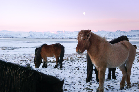 Da Reykjavik: Tour di 6 giorni sulla Ring Road islandeseDa Reykjavik: tour di 6 giorni della Ring Road islandese