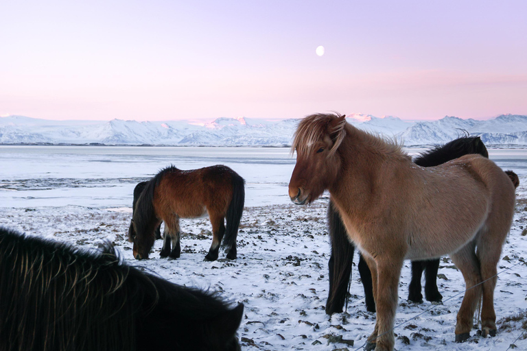 Z Reykjaviku: 6-dniowa wycieczka islandzką obwodnicą