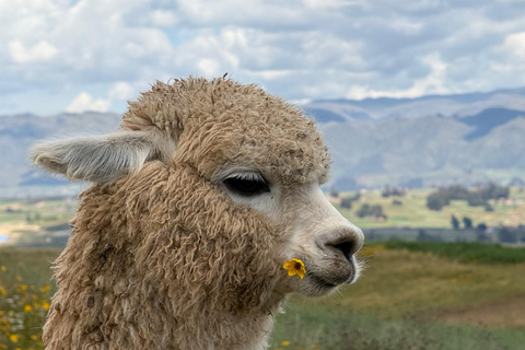 Cusco, Chinchero: Overnight Dome Stay and Walk with Alpacas