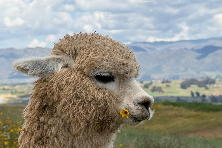 Cusco, Chinchero: Overnight Dome Stay and Walk with Alpacas