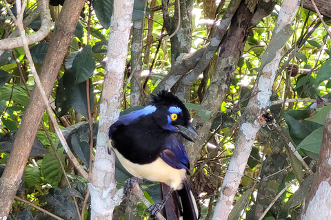 Iguazu Extreme Day: Sunrise, São João Trail & Macuco Safari