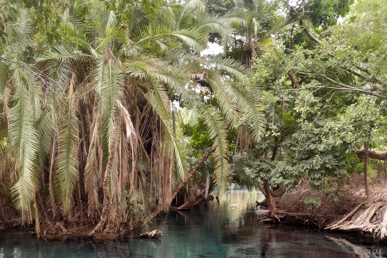 Arusha: Kilimanjaro Foothills Day Tour with Hot Springs