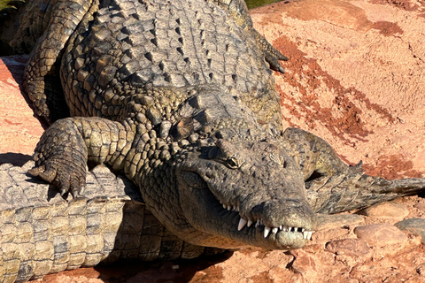 Agadir: Goats on Trees & Crocoparc Tour Goats on Trees & Crocoparc – Entry Ticket Included