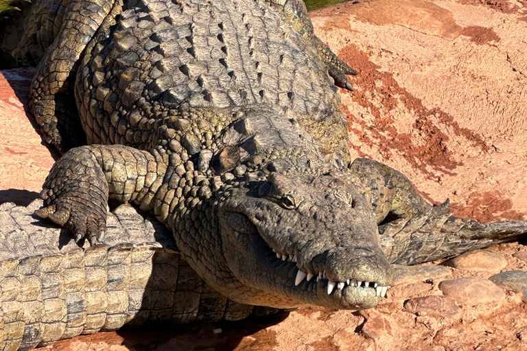 Agadir: Goats on Trees & Crocoparc Tour Goats on Trees & Crocoparc – Entry Ticket Included