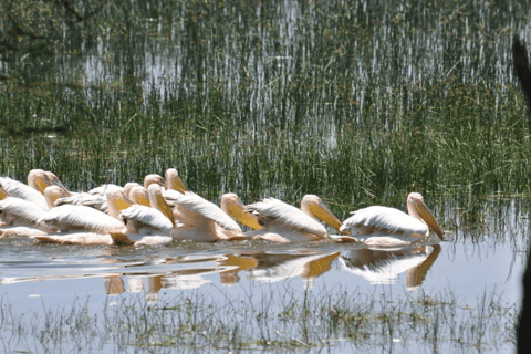 Från Nairobi: Dagstur till Nakurusjöarna och Naivasha nationalpark