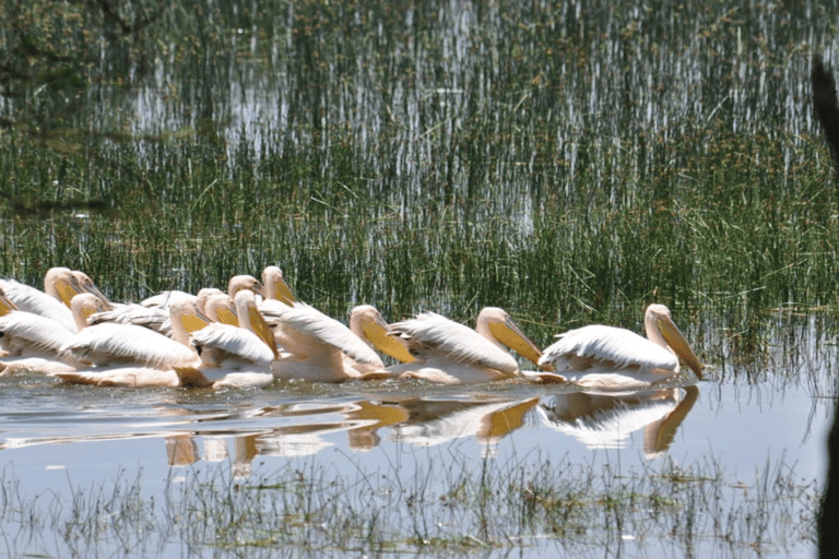 Från Nairobi: Dagstur till Nakurusjöarna och Naivasha nationalpark