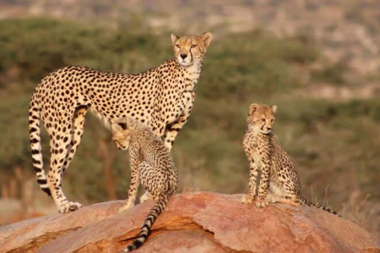 2 days 1 night saltlick safari from Diani/Mombasa.