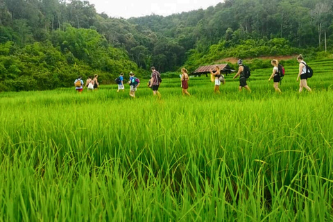 Chiang Mai: Jungle Trek, Elephants care & Bamboo Rafting