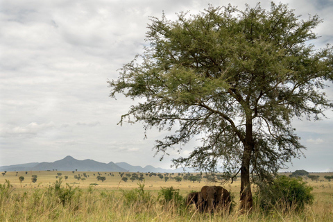 Kidepo Valley National Park 5-Day Safari Tour