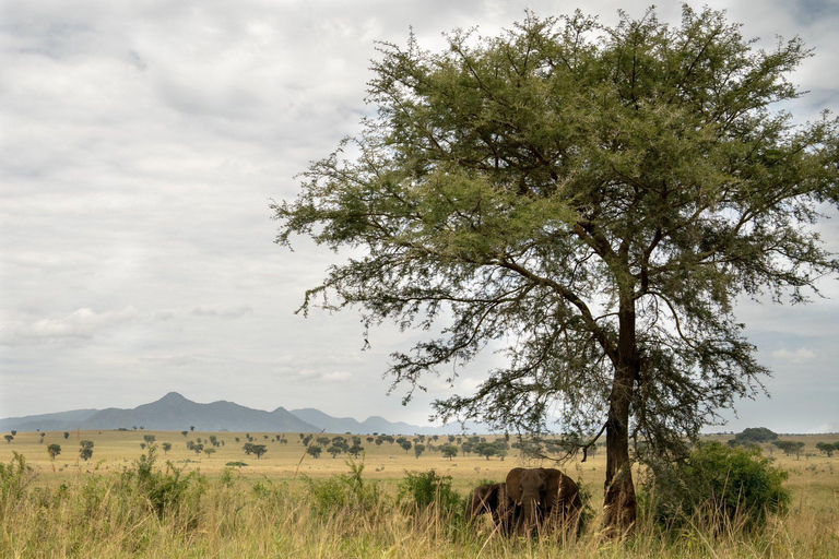 Kidepo Valley National Park 5-Day Safari Tour
