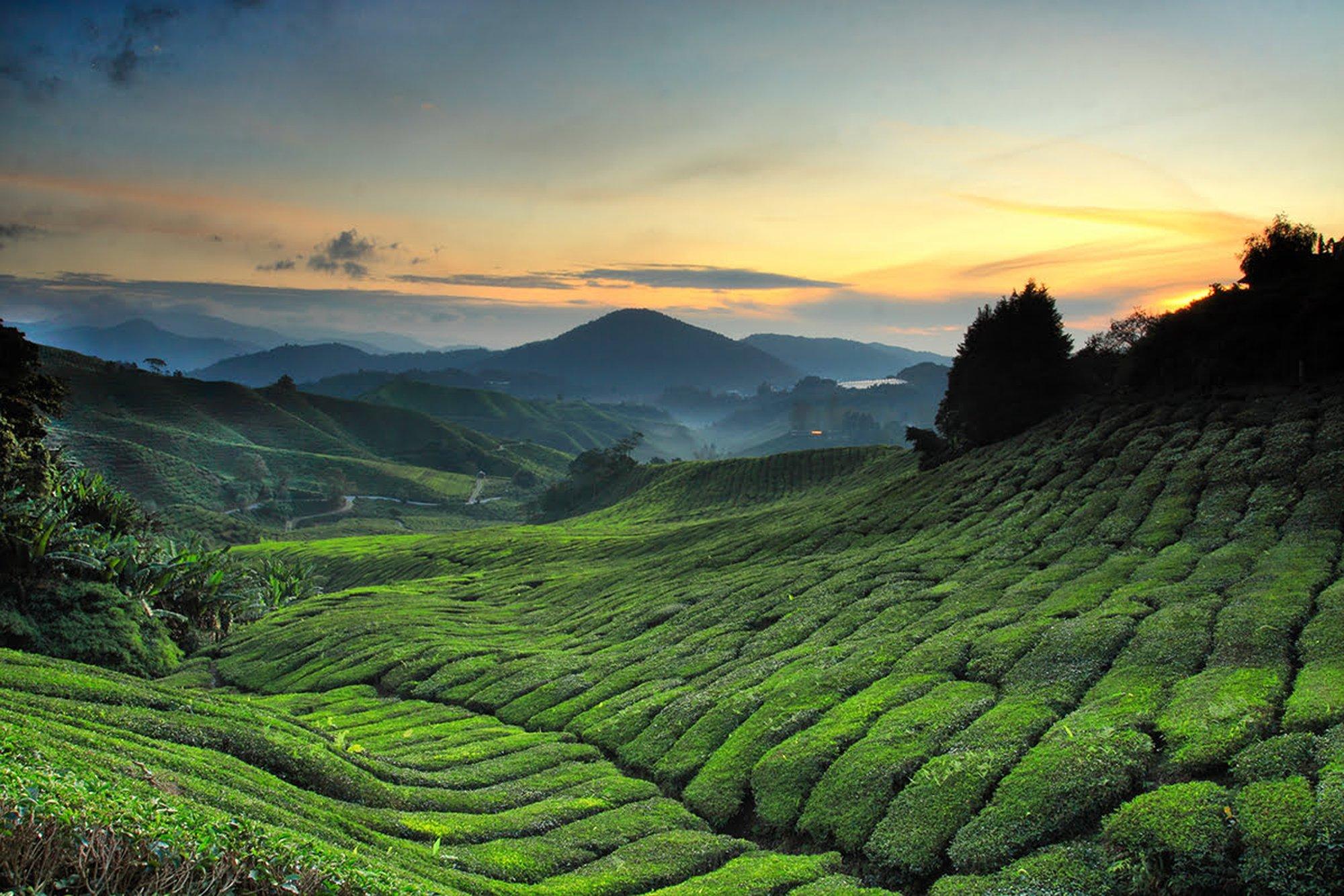 Tagestour in die Cameron Highlands