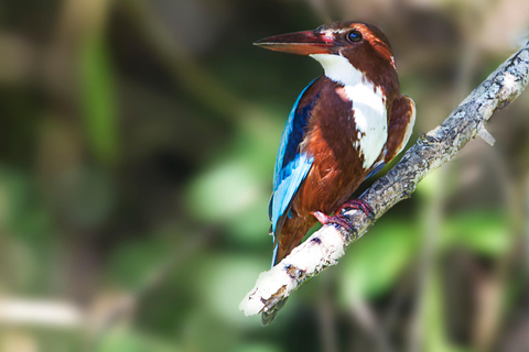 Depuis Tangalle/Hiriketiya : Navette vers Ella avec Yala Safari