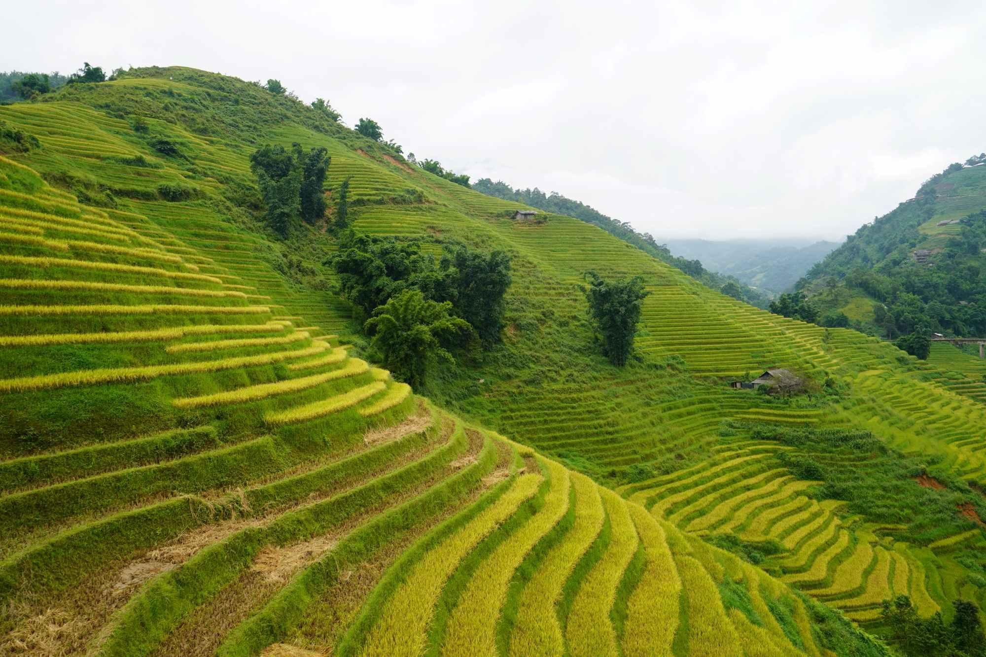 Halbtägiges Sapa Trekking zum Besuch von Lao Chai - Ta Van