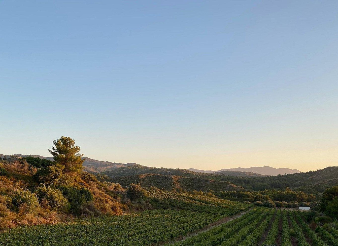 Rhodos: Rundvisning på vingård og vinsmagning
