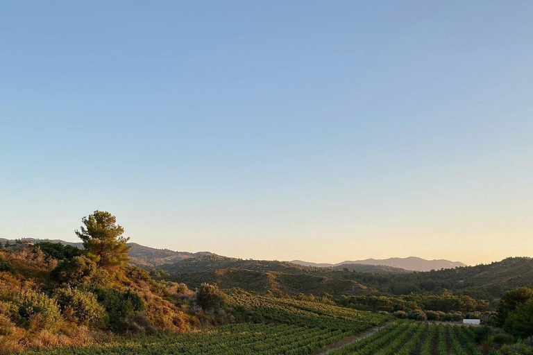 Rodas: Visita a Bodegas y Degustación