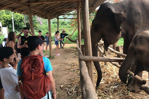 Chiang Mai : Nourrir les éléphants, nourrir les éléphants à la mainExpérience de nourrissage au sanctuaire des éléphants Chiang Mai