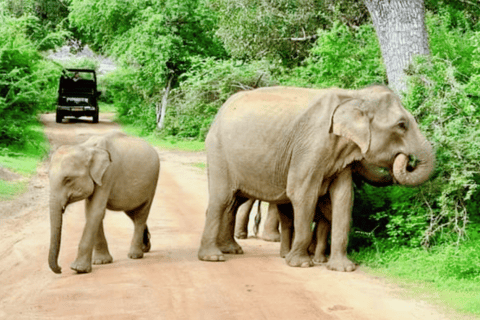 11 nachten, 12 dagen rondreis in Sri Lanka: natuur, cultuur, lokale ervaringen!