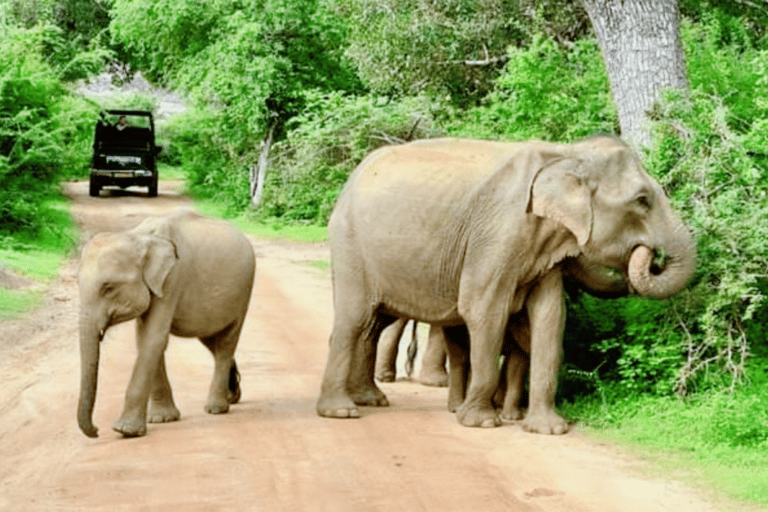 Circuit de 11 nuits et 12 jours au Sri Lanka : Nature, Culture, Expériences locales !