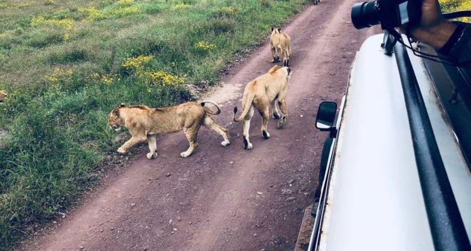 Tage Maasai Mara Serengeti Sterne Luxus Flugsafari Getyourguide